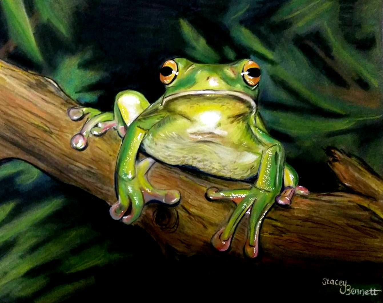Green-tree-frog